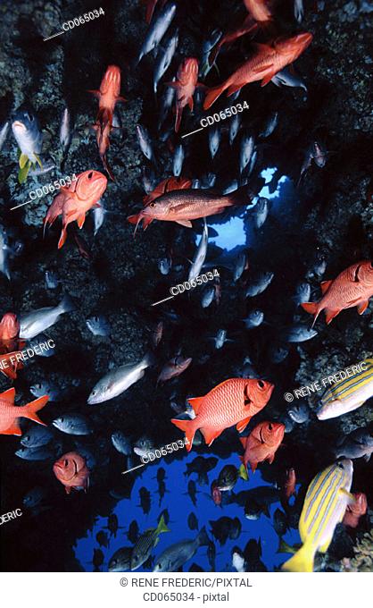 Snappers and Squirrelfish. Cocos Island. Costa Rica