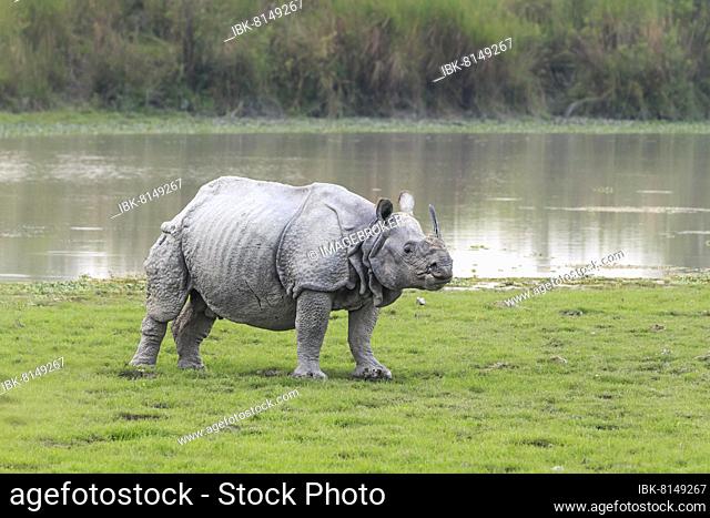 Indian rhino (Rhinoceros unicornis) full length side view. Kaziranga National Park, Assam, India, Asia