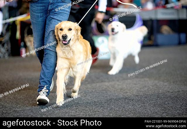01 October 2022, Mecklenburg-Western Pomerania, Rostock: Golden Retrievers are examined by the jury at the Rostock Dog Show while running