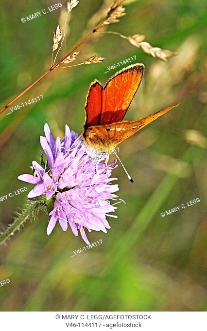Scarce Copper, Lycaena virgaureae on lavender scabious  Back wings or upper wings fiery red in sunlight