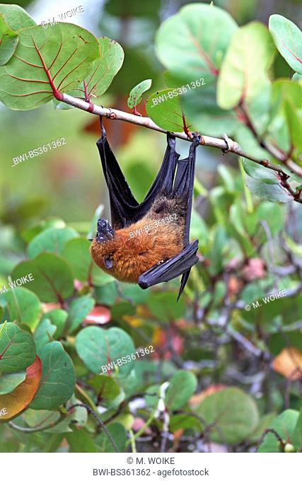 seychelles flying fox, seychelles fruit bat (Pteropus seychellensis), climbing in a tree, Seychelles, Mahe