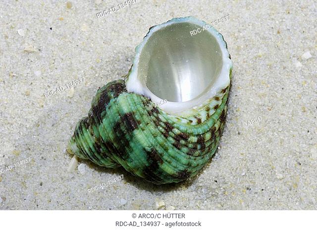 Green Turbo Snail Turbo marmoratus