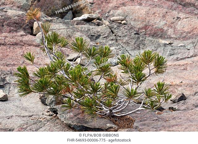 Whitebark Pine Pinus albicaulis dwarfed habit, growing on on rock, Klamath-Siskiyou Mountains, Northern California, U S A , july