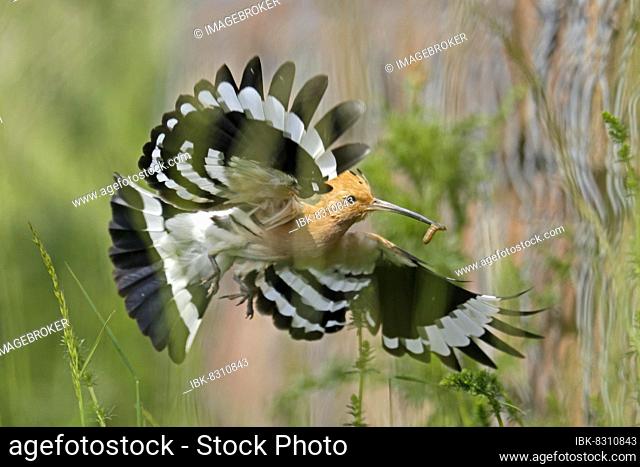 Hoopoe (Upupa epops) in flight with food, wildlife, Rhineland-Palatinate, Germany, Europe