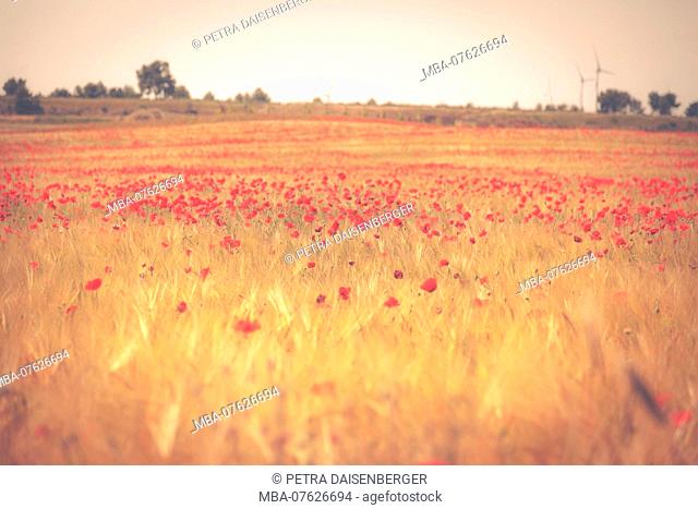 A grain field with red poppy flowers