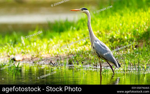 Grey heron, ardea cinerea, wading in water with sunlit grass in background. Bird with long legs walking in marsh in summer