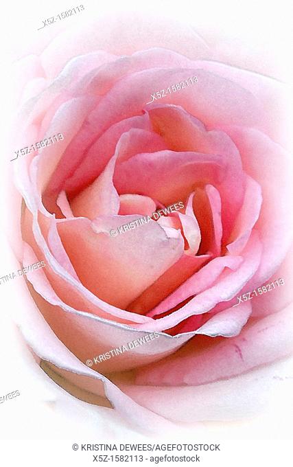 The center of a pink Rose with effects