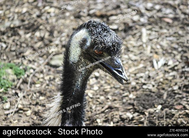 Emu (Dromaius novaehollandiae). Taronga Zoo, Bradley's Head Road, Mosman, Sydney, New South Wales, Australia