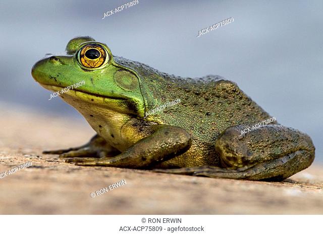 Bullfrog (Rana catesbeiana) on the rocky shore of Sabine Island in French River Provincial Park, Ontario, Canada
