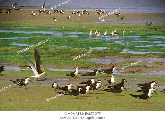 Black Skimmers & Avocets in Spring - Atchafalaya River Delta - Louisiana two different