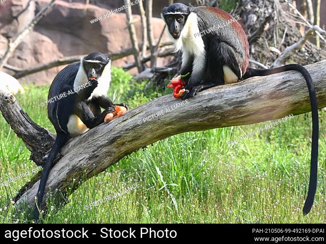 06 May 2021, Berlin: The Roloway monkeys Akua (l) and her partner Madiba have been new residents at Tierpark Berlin since last week