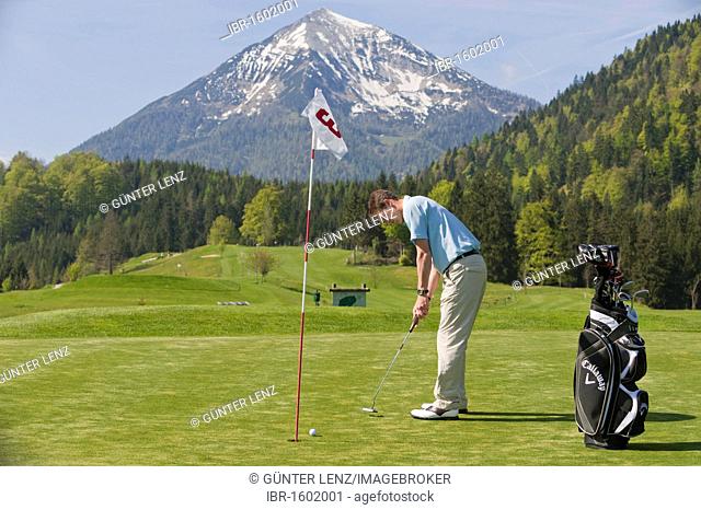 Golfer putting, alpine golf course, Achenkirch, Tyrol, Austria, Europe
