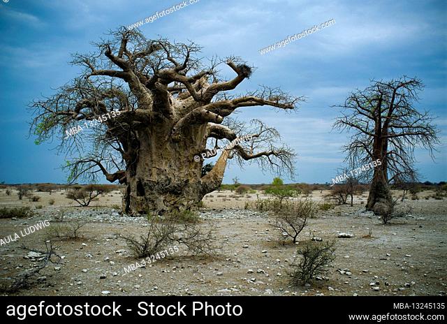 Baobab, 2 trees, thunderstorm mood, blue, gray, Namibia