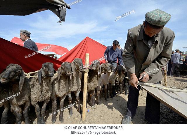 Muslim Uyghur men with traditional caps, setting up a sunscreen over their sheep that are for sale, Silk Road, Uyghur cattle market, Sunday market, Kashgar