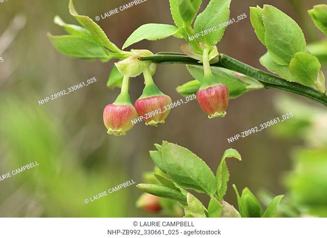 Blaeberry / Bilberry (Vaccinium myrtillus), close-up showing flowers, Little Druim Wood, Glen Finglas, Woodland Trust Reserve