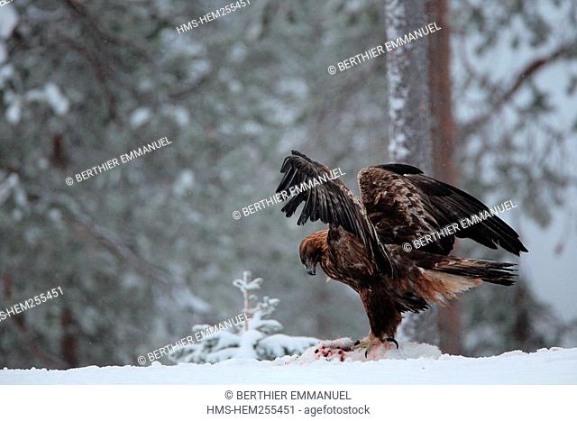 Finland, Lapland Province, Golden eagle Aquila chrysaetos