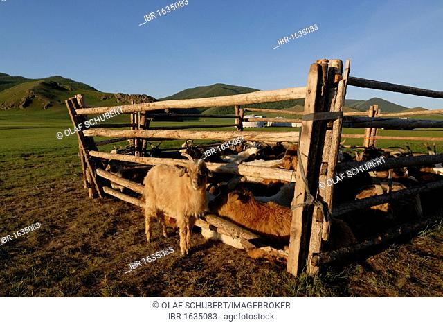 Mongolian Nomad summer camp with animal herd, goats and sheep, round tent, gers or yurts, grasslands near the Khuisiin Naiman Nuur Nature Reserve