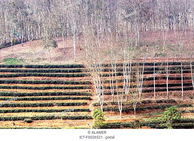 China, Yunnan, between Menghai and Lancang, tea and hevea plantation