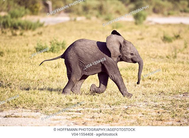 A baby elephant (Loxodonta africana) making its way through the Okavango Delta, Botswana, Africa
