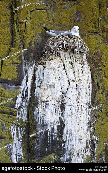 Larus tridactylus, Kittiwake, kittiwakes (Rissa tridactyla), Gulls, Animals, Birds, Kittiwake adult, sitting on nest, on cliff ledge, Dunstanburgh Castle Point