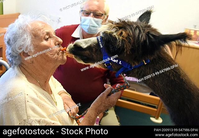 07 September 2020, Saxony, --: With ""Karl I."", the five-year-old alpaca, 91-year-old Lia Börner can now cuddle and give carrot treats in the DRK old people's...
