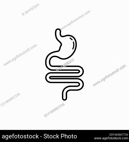 stomach line icon vector illustration design template web