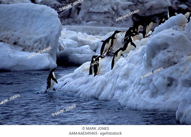 Adelie Penguins (Pygoscelis adeliae) come ashore, Cape Adare, Ross Sea, Antarctia