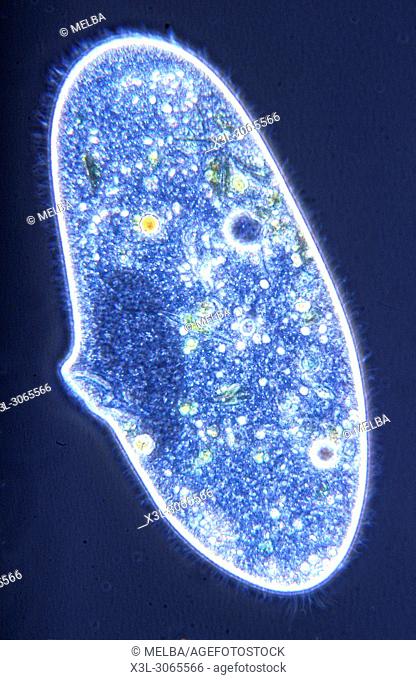 Paramecium sp. Ciliata. Protozoans. Optic microscopy