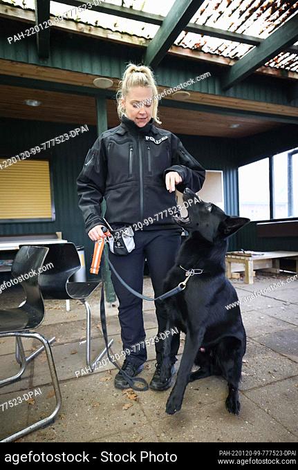 13 January 2022, Schleswig-Holstein, Wasbek: Bonny Häusler, police officer and dog handler, and her black German shepherd Joker are at a training session in the...