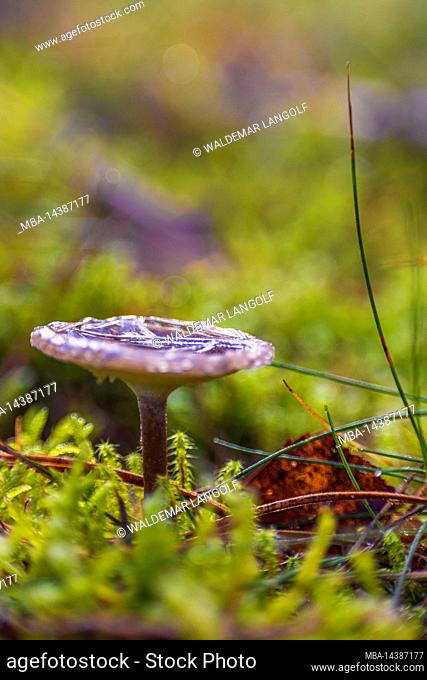 The world of the inconspicuous, small mushroom in the forest, closeup