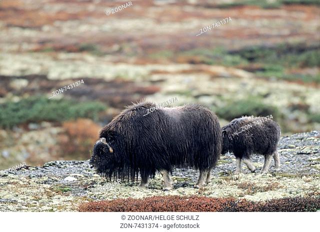 Cow Muskox and calf cross the autumnally tundra