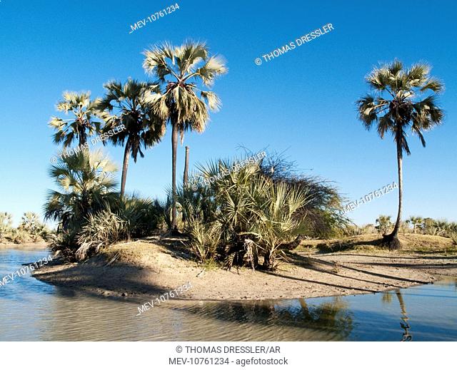 Makalani Palm Trees and shallow pools (oshanas) are prominent features of northern Namibia where the Owambo people live (Hyphaene petersiana)