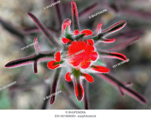 Red Wildflower in Desert