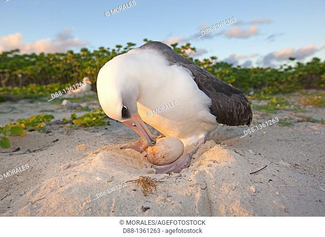 Hawaï , Midway , Sand Island , Laysan Albatross ,  Phoebastria immutabilis