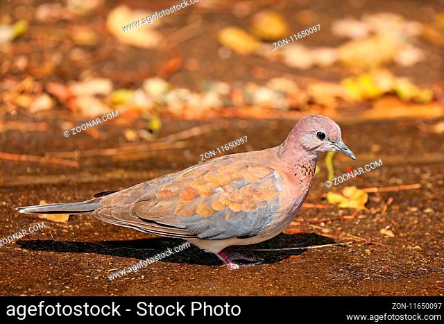 Palmtaube, Südafrika, laughing dove, South Africa, Streptopelia senegalensis