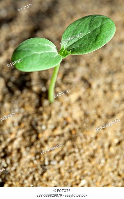 Watermelon sprout