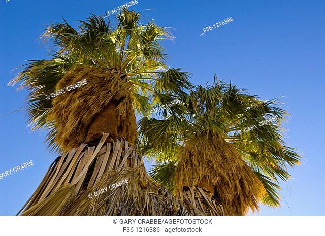 Desert Fan Palm trees Washingtonia filifera at 17 Palms Oasis, Anza Borrego Desert State Park, San Diego County, California