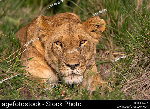 Africa, East Africa, Kenya, Masai Mara National Reserve, National Park, Lioness (Panthera leo) lying in grass