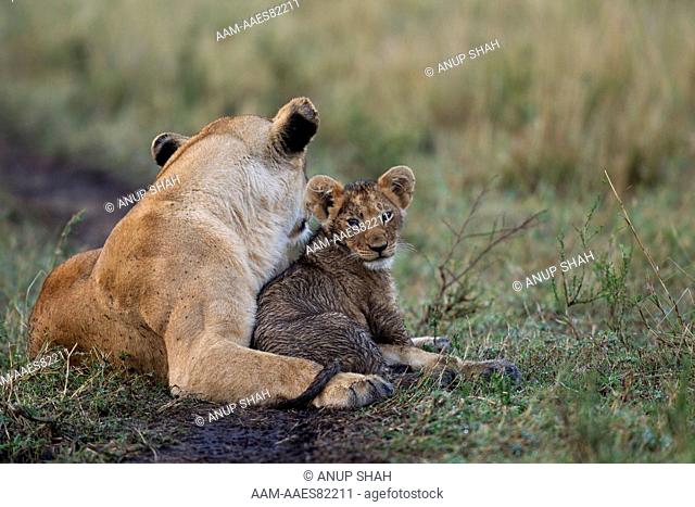 Lioness resting with cub aged 3-6 months who is dirty from playing in muddy water (Panthera leo). Maasai Mara National Reserve, Kenya. Sep 2010