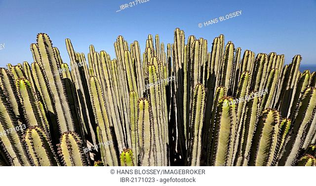 Canary Island Spurge or Hercules Club (Euphorbia canariensis), near Cofete, Parque Natural Jandia, Jandia Natural Park, Istmo de la Pared, isthmus
