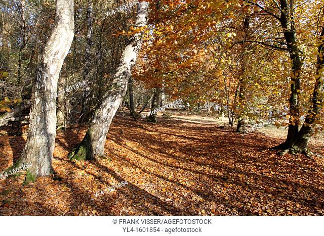 Autumn colors, Leersumse Veld, The Netherlands