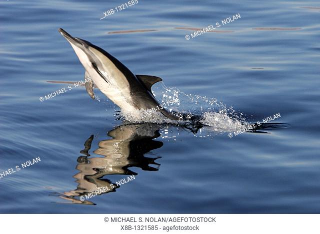 Long-beaked Common Dolphin Delphinus capensis leaping at sunrise in the Gulf of California Sea of Cortez, Mexico