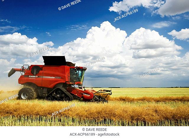 a combine harvester works in a field during the canola harvest, near Dugald, Manitoba, Canada