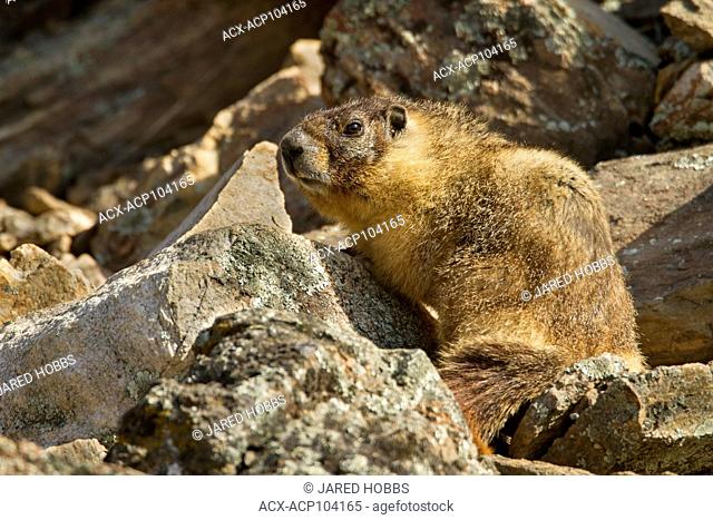 Yellow Bellied Marmot, Marmota flaviventris, Dog Creek, Great Basin Desert, Okanagan, British Columbia, Canada