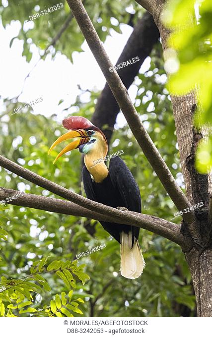 Asia, Indonesia, Celebes, Sulawesi, Tangkoko National Park, Red Knobbed hornbill (Rhyticeros cassidix), near the nest