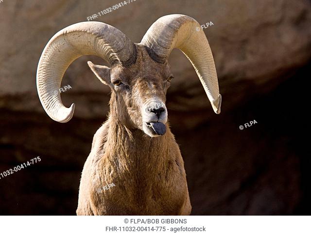 Desert Bighorn Sheep Ovis canadensis nelsoni adult male, close-up of head, sticking tongue out scenting female on heat, Arizona, U S A , february captive