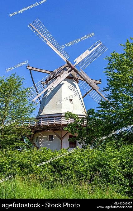 Wedding mill, Dutch windmill, windmill, Westphalian Mühlenstrasse, Ton Heath, Rahden, Minden-Lübbecke, North Rhine-Westphalia, Germany, Europe