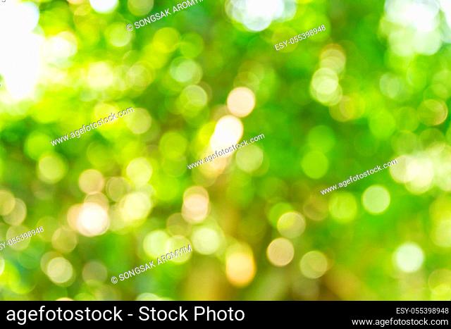 Abstract bokeh and blurred green nature background model is used to enter text