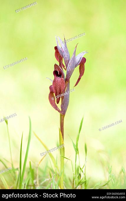 Istrischer Zungenstendel, Serapias istriaca, Tongue Orchid Istriacia