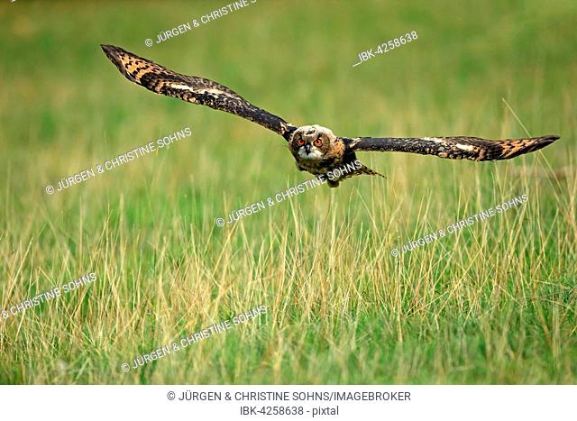 Eurasian eagle-owl (Bubo bubo) adult, flying over meadow, Kasselburg, Eifel, Germany